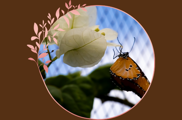 Des papillons… aux fées !