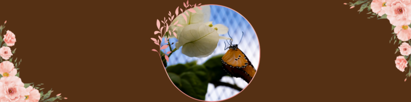 Lire la suite à propos de l’article Des papillons… aux fées !